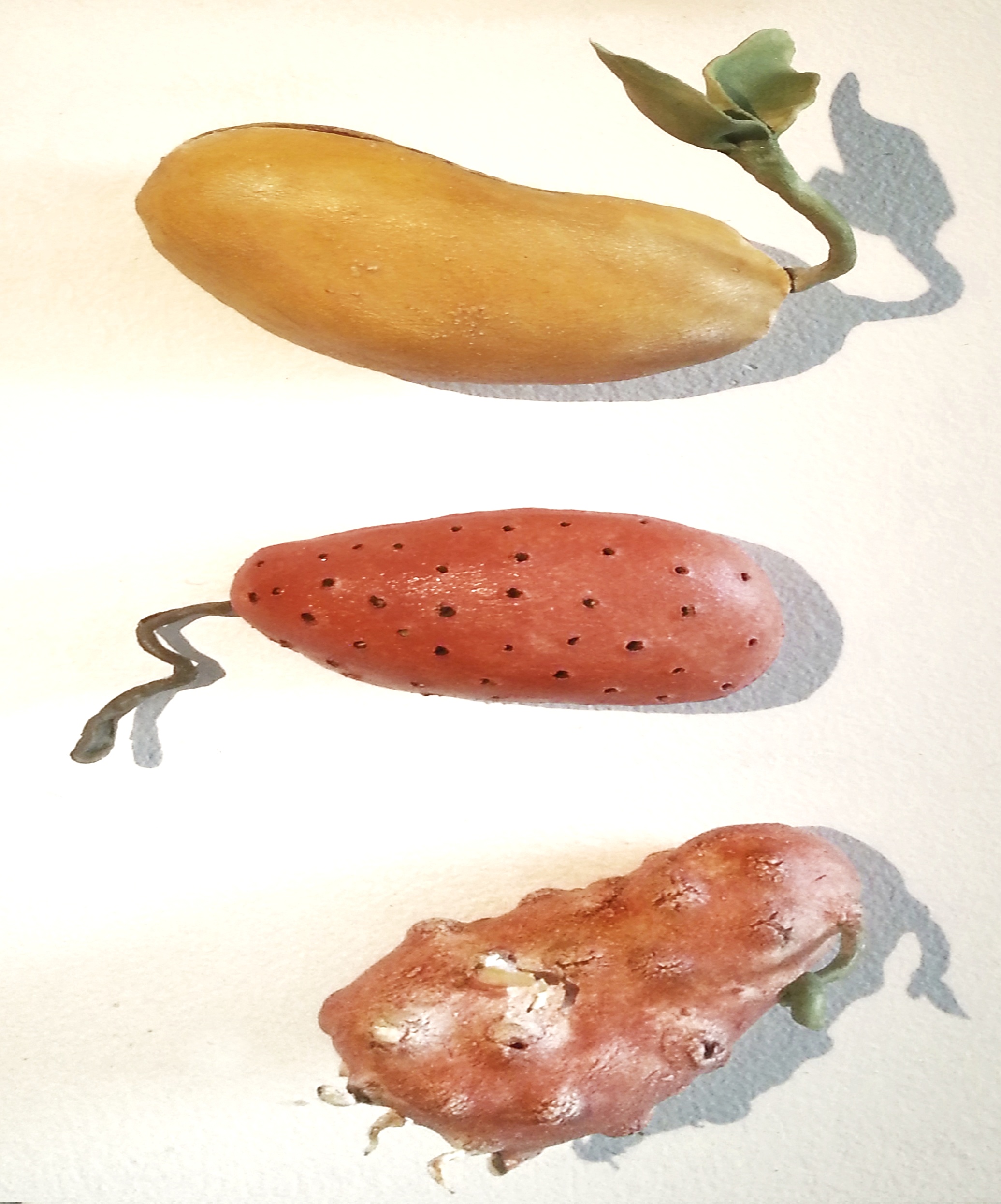 Small sprouting ones